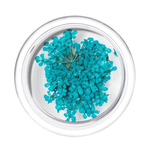 IRISK Сухоцветы в баночке 013 Зонтики бирюзовые