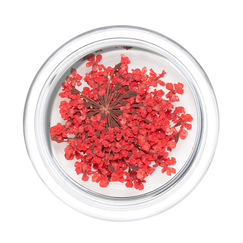IRISK Сухоцветы в баночке 002 Зонтики красные