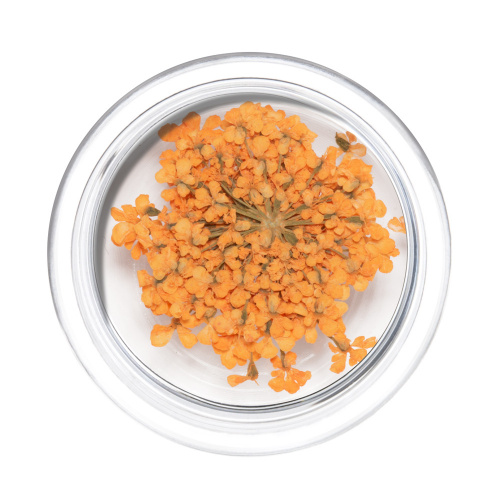 IRISK Сухоцветы в баночке 007 Зонтики оранжевые