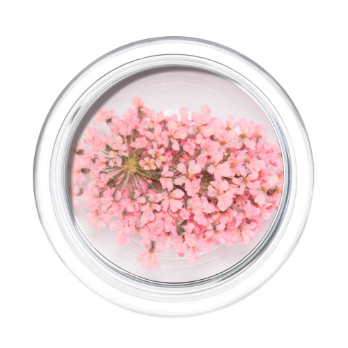 IRISK Сухоцветы в баночке 015 Зонтики нежно-розовые