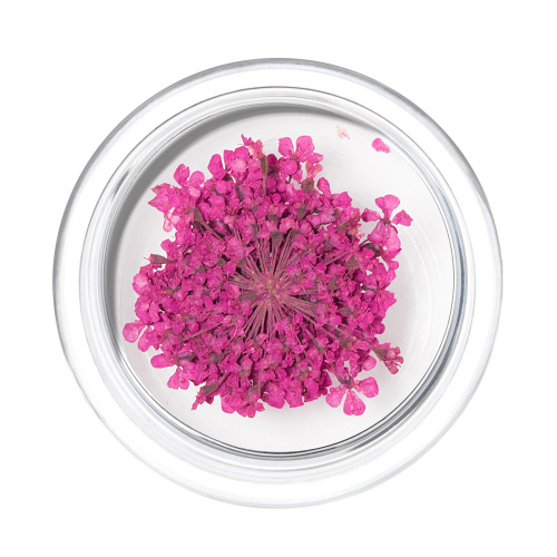 IRISK Сухоцветы в баночке 003 Зонтики малиновые