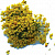 Severina Сухоцветы пучковые Fm-22 желтый