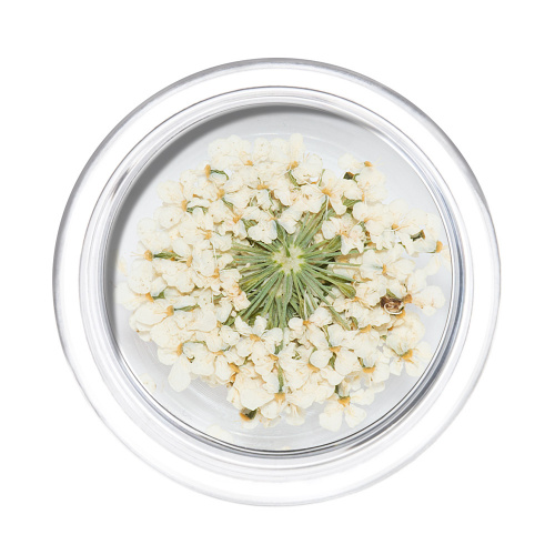 IRISK Сухоцветы в баночке 001 Зонтики белые